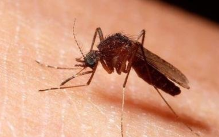 蚊子会传播新冠、艾滋吗？